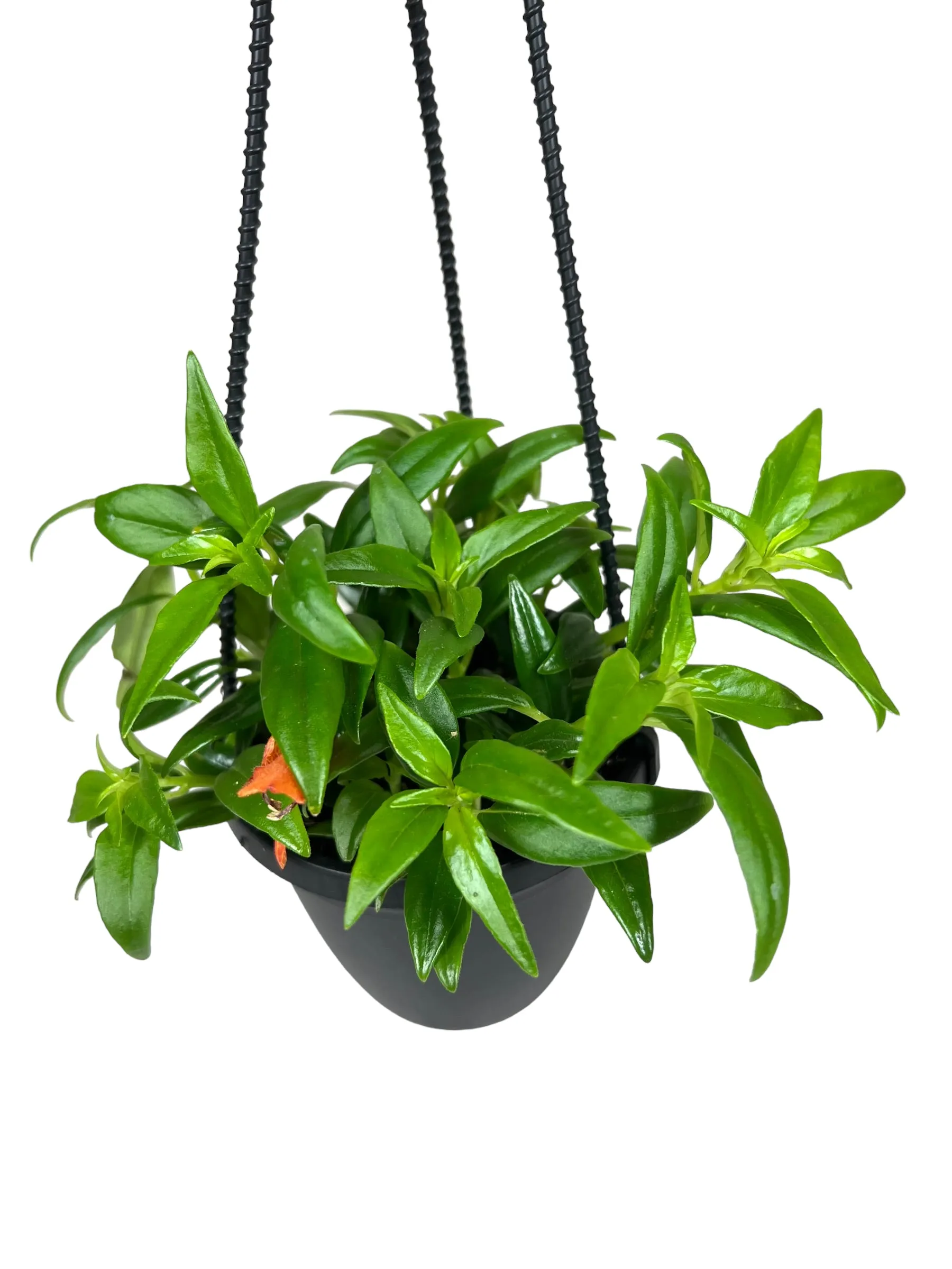 4" Columnea hirta 'Goldfish' hanging basket